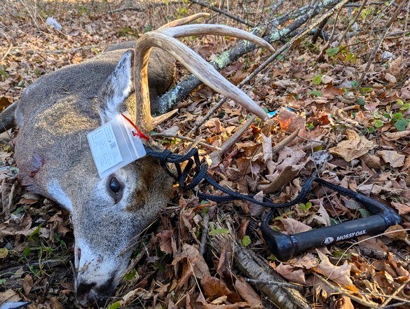 How Much Is A Deer Tag In Michigan www.post-journal.com